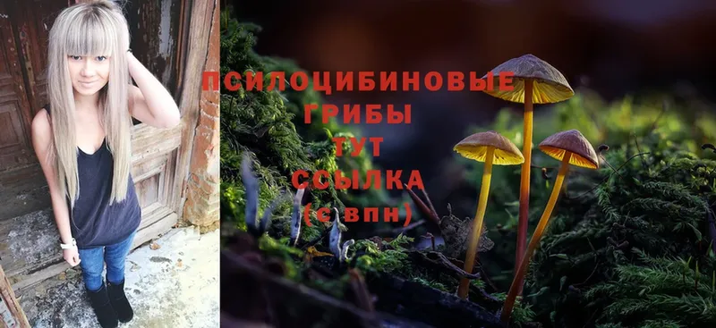 Псилоцибиновые грибы Psilocybine cubensis  Аткарск 